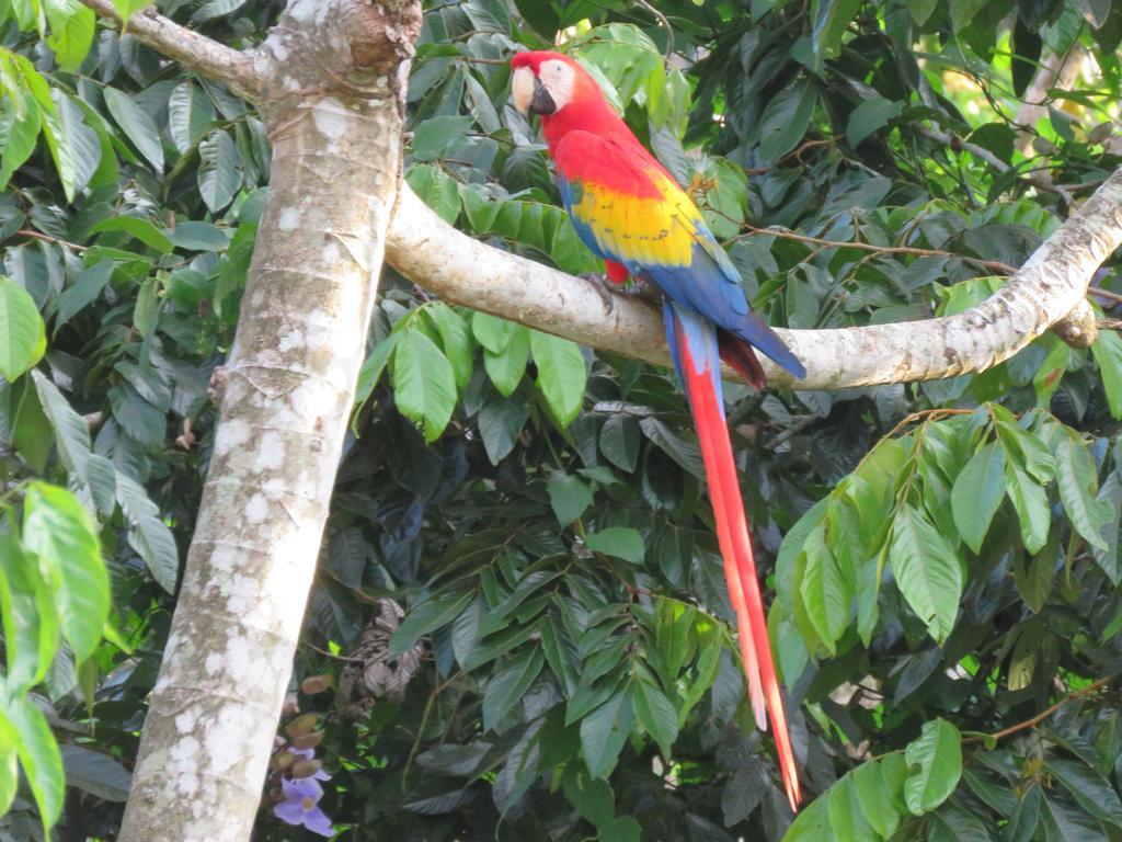 Jungle Creek Aparthotel Vườn quốc gia Vườn quốc gia Manuel Antonio Ngoại thất bức ảnh