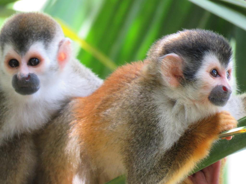 Jungle Creek Aparthotel Vườn quốc gia Vườn quốc gia Manuel Antonio Phòng bức ảnh